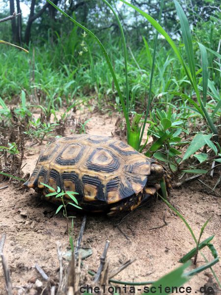 Kinixys natalensis John Zoran 04 Kinixys natalensis John Zoran 04