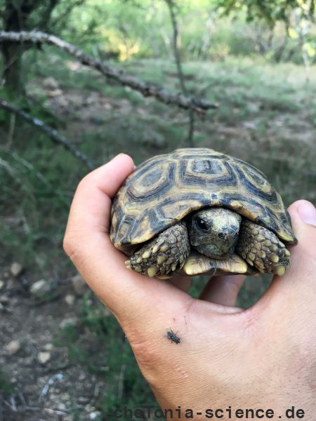 Kinixys natalensis John Zoran 05 Kinixys natalensis John Zoran 05