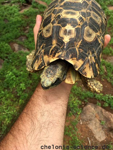 Südostafrikanische Gelenkschildkröte, Kinixys zombensis, – © John Zoran Südostafrikanische Gelenkschildkröte, Kinixys zombensis, – © John Zoran