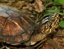 Chiapas-Klappschildkröte, Kinosternon scorpioides abaxillare, – © Eduardo Reyes-Grajales