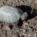 Sonora-Klappschildkröte, Kinosternon sonoriense, – © Stephan Ettmar
