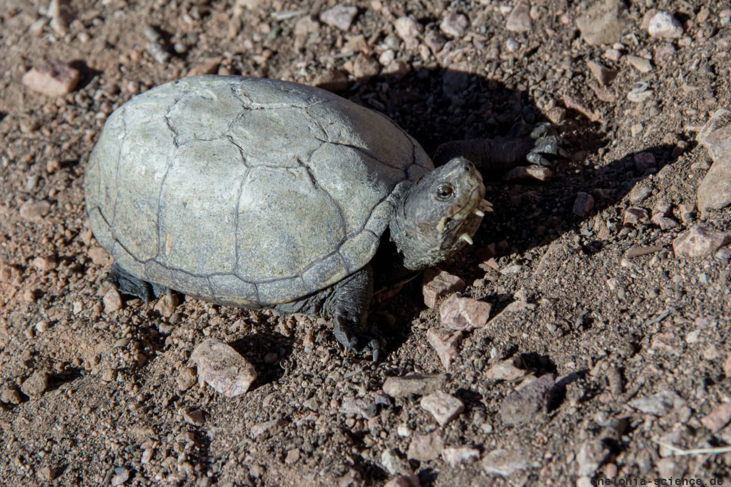Sonora-Schlammschildkröte, Kinosternon sonoriense, – © Stephan Ettmar