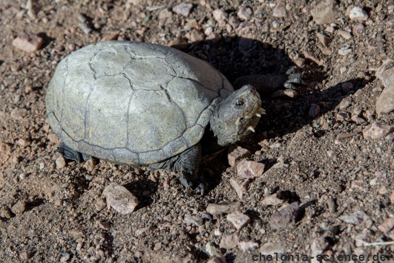 Sonora-Klappschildkröte, Kinosternon sonoriense, – © Stephan Ettmar