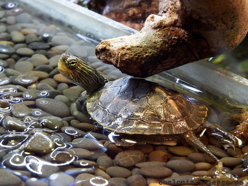 Chinesische Streifenschildkröte, Mauremys sinensis, – © Hans-Jürgen Bidmon Chinesische Streifenschildkröte, Mauremys sinensis, – © Hans-Jürgen Bidmon