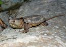Großkopfschildkröte, Platysternon megacephalum, aus dem Diaoluoshan Naturreservat – © Fanrong Xiao Großkopfschildkröte, Platysternon megacephalum, aus dem Diaoluoshan Naturreservat – © Fanrong Xiao
