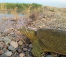 Euphrat-Weichschildkr&ouml;te, Rafetus euphraticus, aus der T&uuml;rkei&ndash; &copy; Yusuf Bayrakci