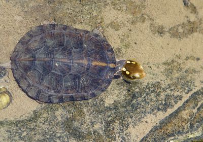 Hainan-Pfauenaugen-Sumpfschildkröte, Sacalia insulensis, – © Fanrong Xiao