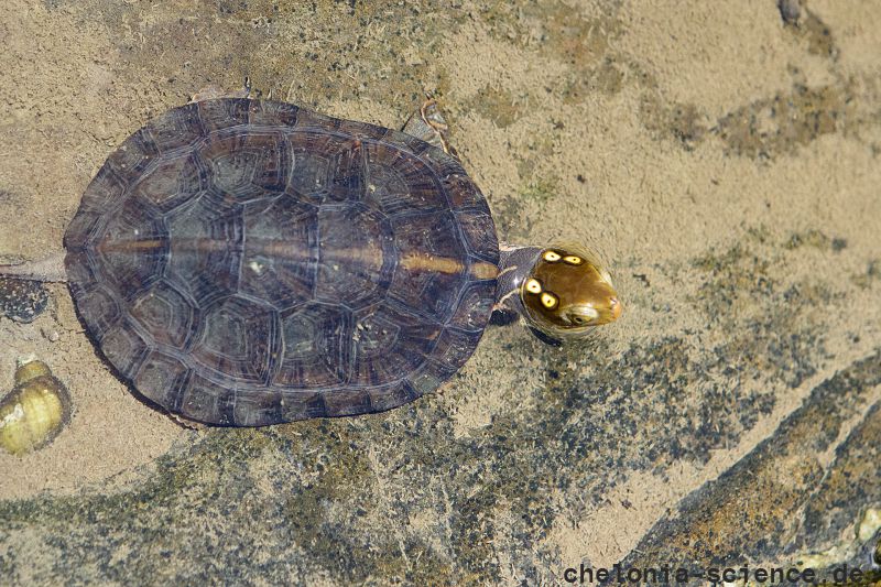 Hainan-Pfauenaugen-Sumpfschildkröte, Sacalia insulensis, – © Fanrong Xiao Hainan-Pfauenaugen-Sumpfschildkröte, Sacalia insulensis, – © Fanrong Xiao