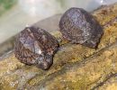 Kleine Moschusschildkröte, Sternotherus minor minor, zwei Schlüpflinge – © Annett Werner