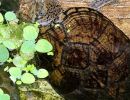 Nördliche Zwerg-Moschusschildkröte, Sternotherus minor peltifer, eine 7,5 Jahre alte weibliche Nachzucht – © Annett Werner