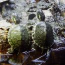 Mittelamerikanische Schmuckschildkröte, Trachemys venusta, – © Hans-Jürgen Bidmon