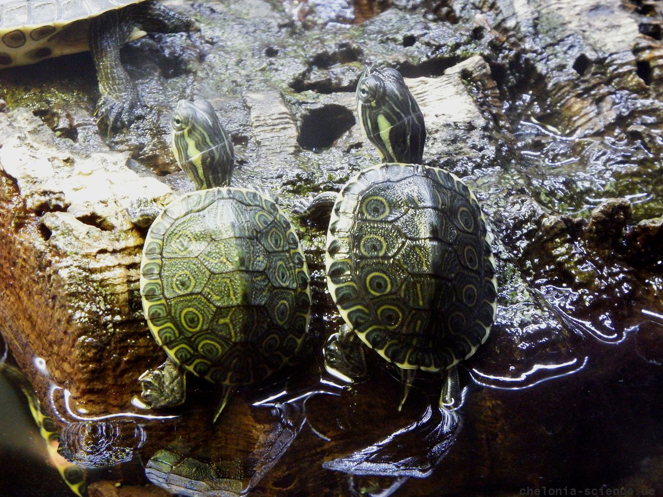 Mittelamerikanische Schmuckschildkröte, Trachemys venusta, – © Hans-Jürgen Bidmon