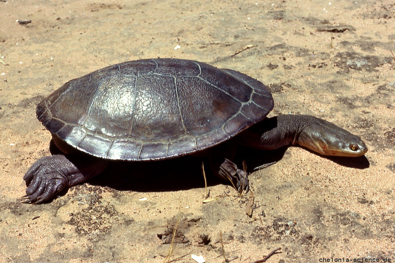 Riesen-Schlangenhalsschildkröte, Chelodina expansa, © Bruce C. Chessman