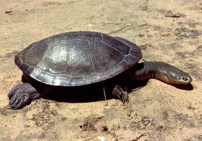 Riesen-Schlangenhalsschildkröte, Chelodina expansa, – © Bruce C. Chessman