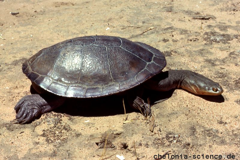 chelodina expansa bruce c. chessman 01 chelodina expansa bruce c. chessman 01
