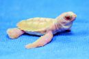 Grüne Meeresschildkröte, Chelonia mydas, ein Albino-Schlüpfling – © Justin R. Perrault Grüne Meeresschildkröte, Chelonia mydas, ein Albino-Schlüpfling – © Justin R. Perrault