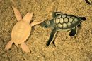 Grüne Meeresschildkröte, Chelonia mydas, ein Albino und ein normal pigmentierter Schlüpfling – © Justin R. Perrault Grüne Meeresschildkröte, Chelonia mydas, ein Albino und ein normal pigmentierter Schlüpfling – © Justin R. Perrault