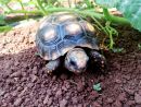 Köhlerschildkröte, Chelonoidis carbonaria, – © Pierina Mendoza Köhlerschildkröte, Chelonoidis carbonaria, – © Pierina Mendoza