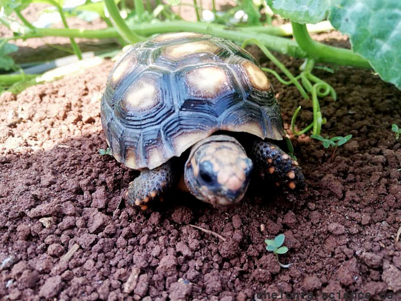 Köhlerschildkröte, Chelonoidis carbonaria, – © Pierina Mendoza Köhlerschildkröte, Chelonoidis carbonaria, – © Pierina Mendoza