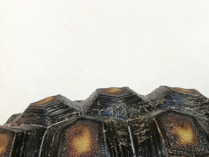 Köhlerschildkröte, Chelonoidis carbonaria, – © Pierina Mendoza Köhlerschildkröte, Chelonoidis carbonaria, – © Pierina Mendoza