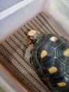 Köhlerschildkröte, Chelonoidis carbonaria, Fressen kurz vor der Auswertung der indirekten Kalorimetrie – © Pierina Mendoza Köhlerschildkröte, Chelonoidis carbonaria, Fressen kurz vor der Auswertung der indirekten Kalorimetrie – © Pierina Mendoza