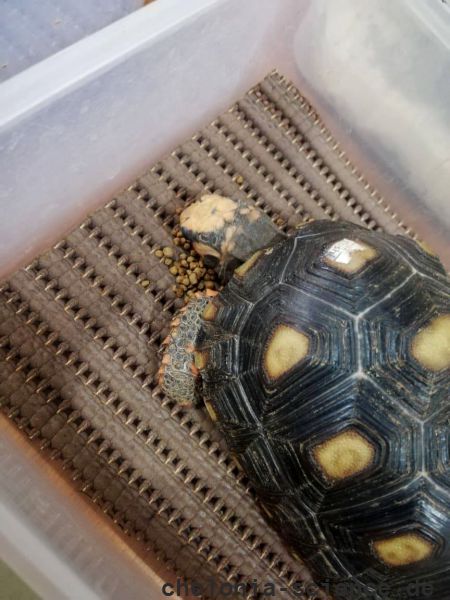 Köhlerschildkröte, Chelonoidis carbonaria, Fressen kurz vor der Auswertung der indirekten Kalorimetrie – © Pierina Mendoza Köhlerschildkröte, Chelonoidis carbonaria, Fressen kurz vor der Auswertung der indirekten Kalorimetrie – © Pierina Mendoza