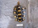 Köhlerschildkröte, Chelonoidis carbonaria, – © Pierina Mendoza Köhlerschildkröte, Chelonoidis carbonaria, – © Pierina Mendoza