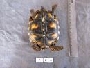 Köhlerschildkröte, Chelonoidis carbonaria, – © Pierina Mendoza Köhlerschildkröte, Chelonoidis carbonaria, – © Pierina Mendoza