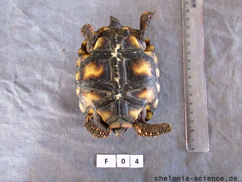 Köhlerschildkröte, Chelonoidis carbonaria, – © Pierina Mendoza Köhlerschildkröte, Chelonoidis carbonaria, – © Pierina Mendoza