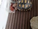 Köhlerschildkröte, Chelonoidis carbonaria, Fressen von markiertem Futter – © Pierina Mendoza