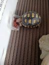 Köhlerschildkröte, Chelonoidis carbonaria, Fressen von markiertem Futter – © Pierina Mendoza Köhlerschildkröte, Chelonoidis carbonaria, Fressen von markiertem Futter – © Pierina Mendoza