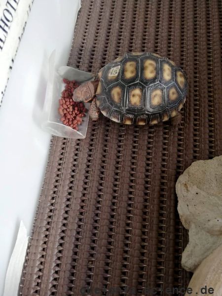 Köhlerschildkröte, Chelonoidis carbonaria, Fressen von markiertem Futter – © Pierina Mendoza Köhlerschildkröte, Chelonoidis carbonaria, Fressen von markiertem Futter – © Pierina Mendoza