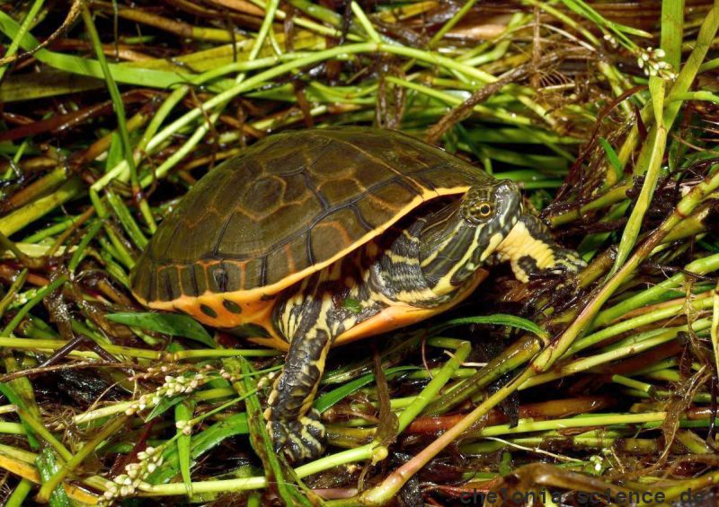 Westliche Langhalsschmuckschildkröte, Deirochelys reticularia miaria, – © Brandon C. Bowers Westliche Langhalsschmuckschildkröte, Deirochelys reticularia miaria, – © Brandon C. Bowers