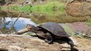 Weißkehl-Schnappschildkröte, Elseya albagula, ein weibliches Tier nimmt ein Sonnenbad – © Marilyn Connell Weißkehl-Schnappschildkröte, Elseya albagula, ein weibliches Tier nimmt ein Sonnenbad – © Marilyn Connell