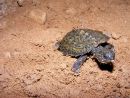 Weißkehl-Schnappschildkröte, Elseya albagula, ein Schlüpfling – © Marilyn Connell Weißkehl-Schnappschildkröte, Elseya albagula, ein Schlüpfling – © Marilyn Connell