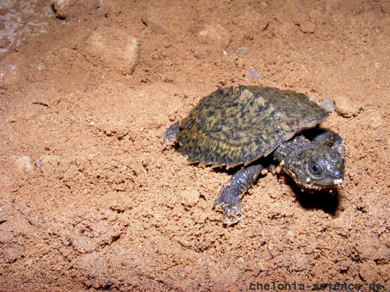 Weißkehl-Schnappschildkröte, Elseya albagula, ein Schlüpfling – © Marilyn Connell Weißkehl-Schnappschildkröte, Elseya albagula, ein Schlüpfling – © Marilyn Connell