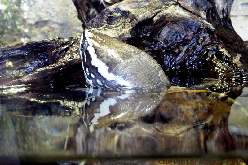 Malaien-Sumpfschildkröte, Malayemys subtrijuga, – © Hans-Jürgen Bidmon Malaien-Sumpfschildkröte, Malayemys subtrijuga, – © Hans-Jürgen Bidmon