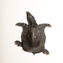 Huangshan-Weichschildkröte, Pelodiscus huangshanensis sp. nov., Dorsal Ansicht des Holotypes – © Song Huang und Yan An Gong