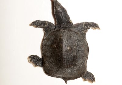 Huangshan-Weichschildkröte, Pelodiscus huangshanensis sp. nov., – © Song Huang und Yan An Gong
