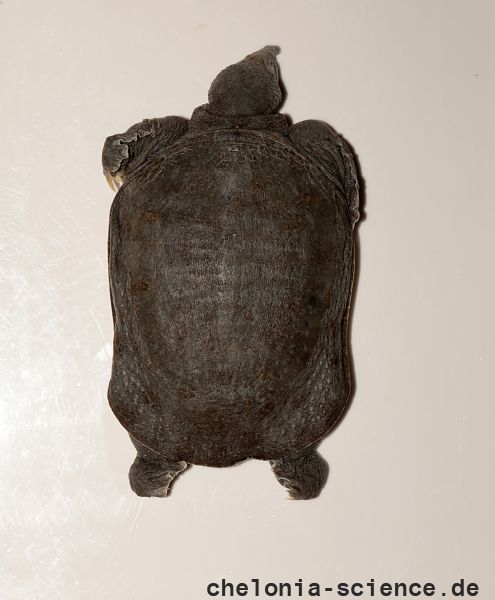 Huangshan-Weichschildkröte, Pelodiscus huangshanensis sp. nov., Dorsal Ansicht des Paratypes – © Song Huang und Yan An Gong Huangshan-Weichschildkröte, Pelodiscus huangshanensis sp. nov., Dorsal Ansicht des Paratypes – © Song Huang und Yan An Gong