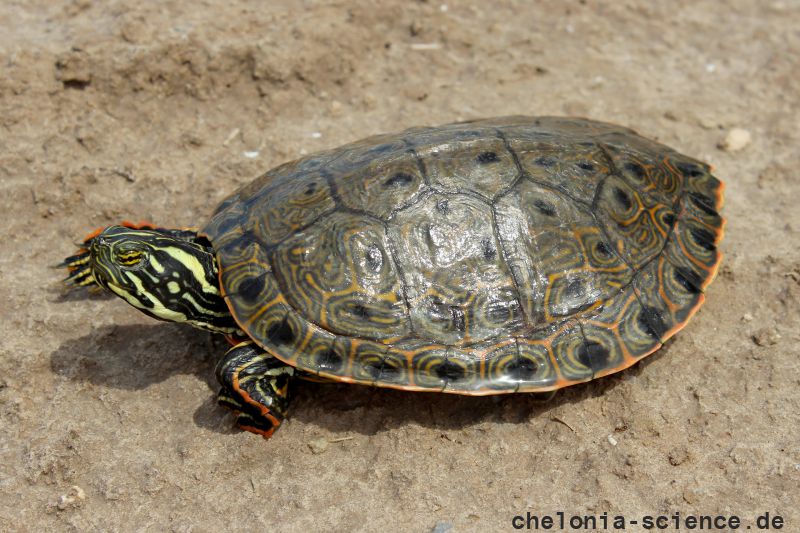Rio Grande Schmuckschildkröte, Pseudemys gorzugi, – © Drew R. Davis Rio Grande Schmuckschildkröte, Pseudemys gorzugi, – © Drew R. Davis
