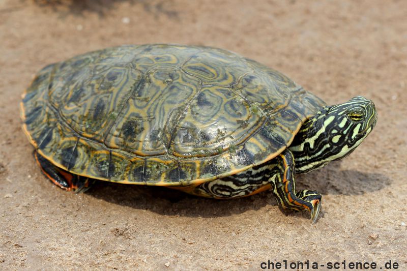 Rio Grande Schmuckschildkröte, Pseudemys gorzugi, – © Drew R. Davis Rio Grande Schmuckschildkröte, Pseudemys gorzugi, – © Drew R. Davis