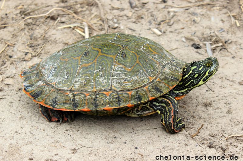Rio Grande Schmuckschildkröte, Pseudemys gorzugi, – © Drew R. Davis Rio Grande Schmuckschildkröte, Pseudemys gorzugi, – © Drew R. Davis