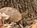 Dreizehen-Dosenschildkröte, Terrapene carolina triunguis, – © R. Dwayne Elmore