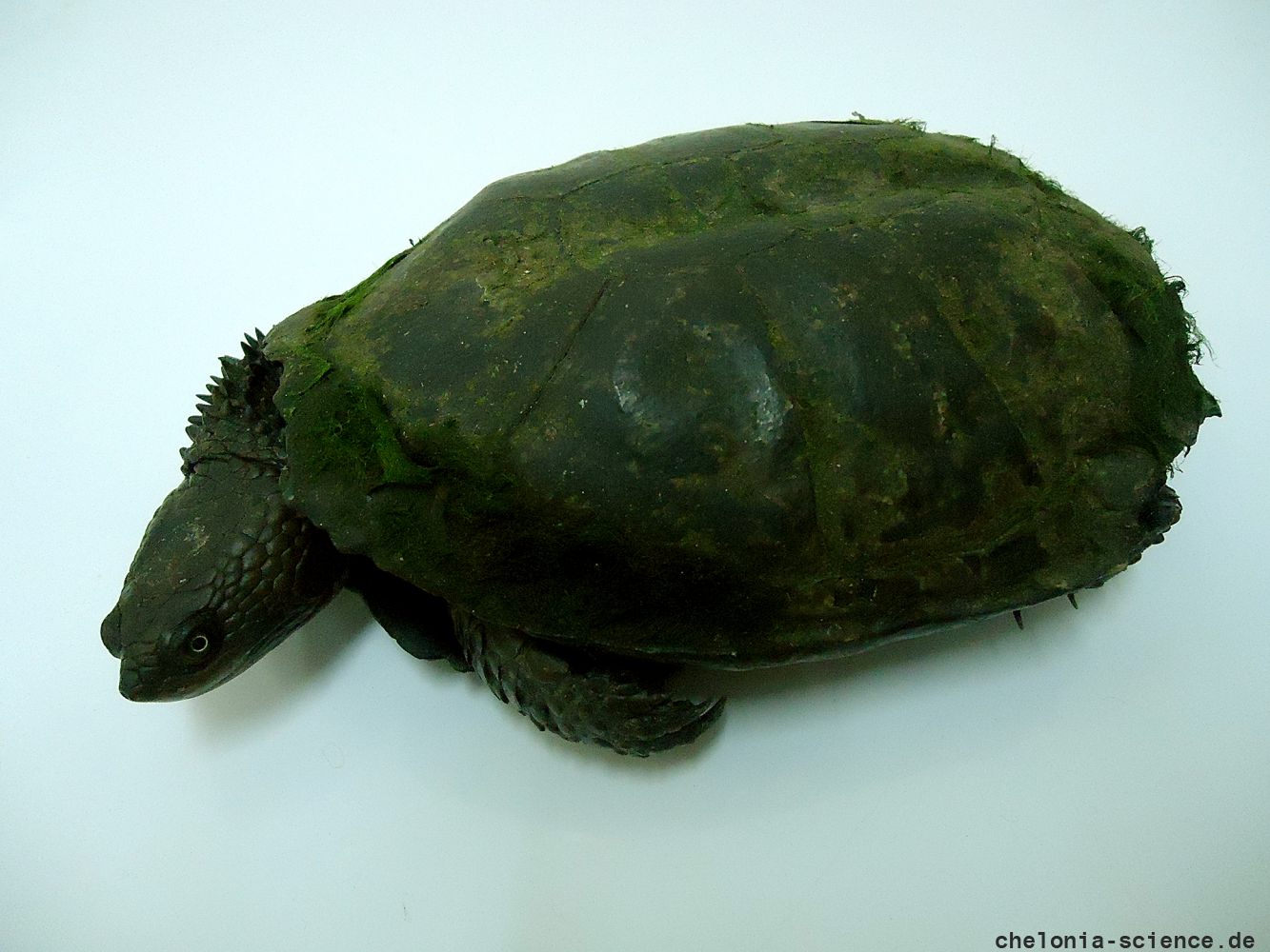 Stachelhals-Sumpfschildkröte, Acanthochelys spixii, – © Carolina Silveira Mascarenhas