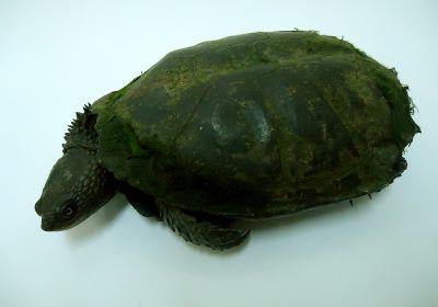 Stachelhals-Sumpfschildkröte, Acanthochelys spixii, – © Thomas Vinke