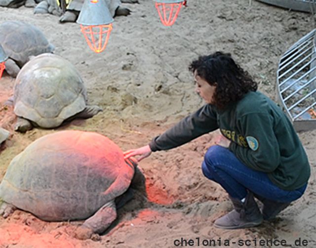 Aldabra-Riesenschildkröte, Aldabrachelys gigantea, – © Eleonora Bonacina
