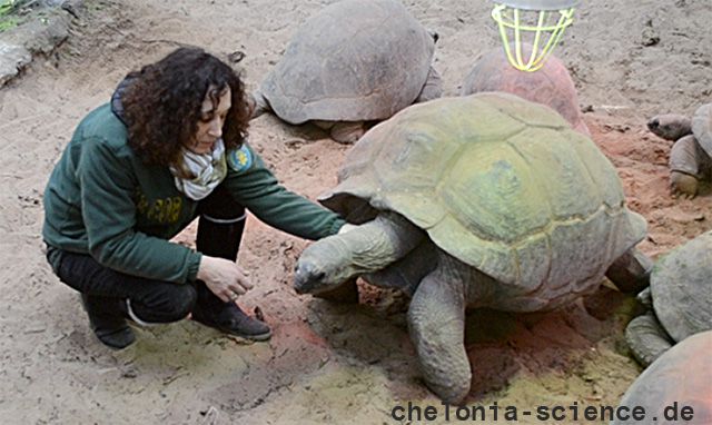 Aldabra-Riesenschildkröte, Aldabrachelys gigantea, – © Eleonora Bonacina Aldabra-Riesenschildkröte, Aldabrachelys gigantea, – © Eleonora Bonacina
