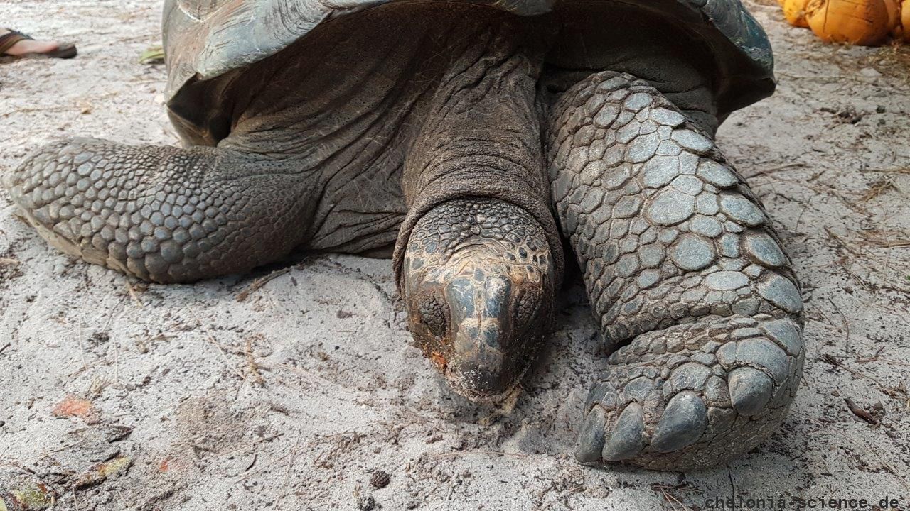 Aldabra-Riesenschildkröte, Aldabrachelys gigantea, – © Thorsten Geier