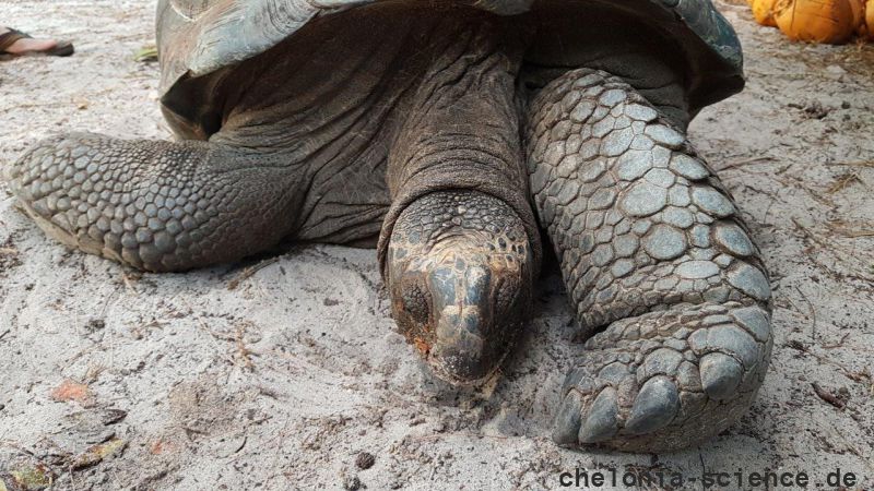 Aldabra-Riesenschildkröte, Aldabrachelys gigantea, – © Thorsten Geier Aldabra-Riesenschildkröte, Aldabrachelys gigantea, – © Thorsten Geier